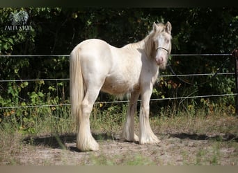 Tinker, Semental, 2 años, Cremello
