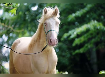 Tinker, Semental, 2 años, Cremello
