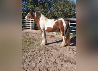 Tinker Mestizo, Semental, 3 años, 160 cm, Castaño