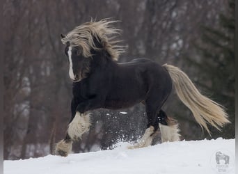 Tinker, Semental, 4 años, 145 cm
