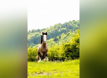 Tinker, Semental, 4 años, 148 cm, Buckskin/Bayo