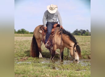 Tinker, Semental, 5 años, 140 cm, Buckskin/Bayo