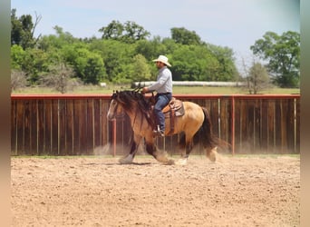 Tinker, Semental, 5 años, 140 cm, Buckskin/Bayo