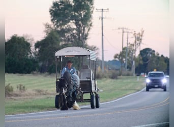 Tinker, Semental, 6 años, 150 cm, Ruano azulado