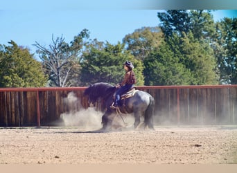 Tinker, Semental, 6 años, 150 cm, Ruano azulado