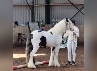 Tinker, Semental, 7 años, 136 cm, Pío