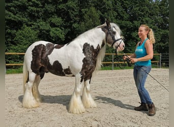Tinker, Semental, 7 años, 148 cm
