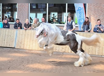 Tinker, Semental, 7 años, 148 cm