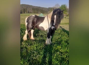 Tinker, Semental, 9 años, 156 cm, Pío