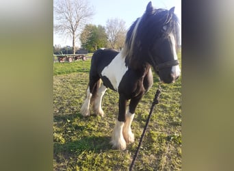 Tinker, Semental, 9 años, 156 cm, Pío