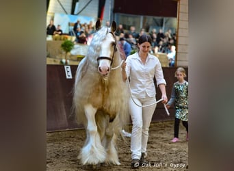 Tinker, Semental, 14 años, 158 cm, Bayo