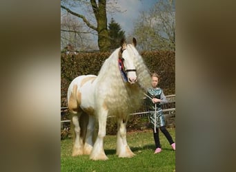 Tinker, Semental, 14 años, 158 cm, Bayo