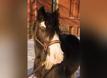 Tinker, Semental, 5 años, 131 cm, Negro