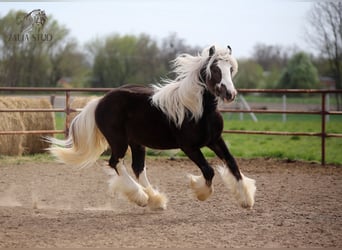 Tinker, Semental, 3 años, 153 cm, Negro