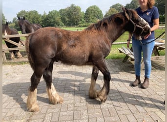 Tinker, Semental, Potro (04/2023), 148 cm, Castaño oscuro