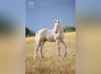 Tinker, Semental, Potro (01/2026), Cremello