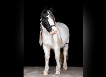 Tinker, Stute, 10 Jahre, 136 cm, Schecke