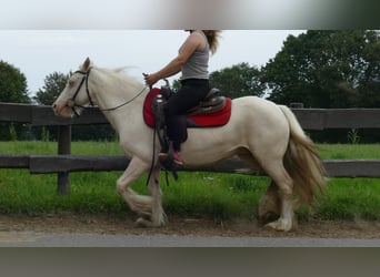 Tinker, Stute, 10 Jahre, 137 cm, Palomino