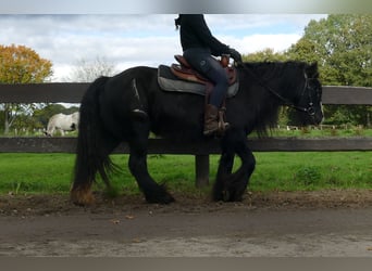 Tinker, Stute, 10 Jahre, 137 cm, Rappe