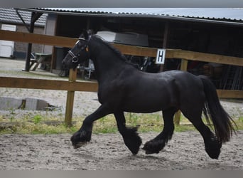 Tinker, Stute, 10 Jahre, 140 cm, Rappe