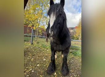 Tinker, Stute, 10 Jahre, 140 cm, Rappe