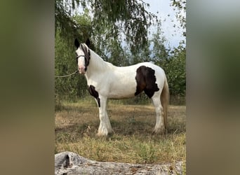 Tinker, Stute, 10 Jahre, 143 cm, Schecke