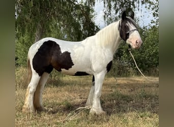 Tinker, Stute, 10 Jahre, 143 cm, Schecke