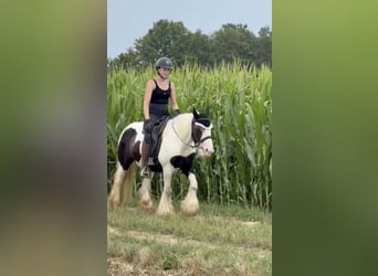 Tinker, Stute, 10 Jahre, 143 cm, Schecke