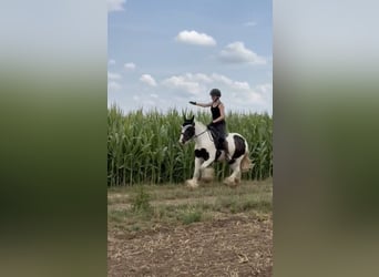Tinker, Stute, 10 Jahre, 143 cm, Schecke