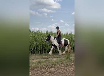 Tinker, Stute, 10 Jahre, 143 cm, Schecke