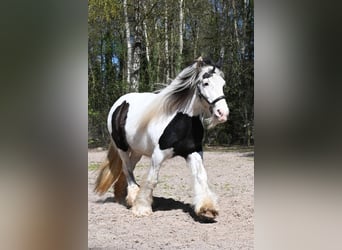 Tinker, Stute, 10 Jahre, 146 cm, Tobiano-alle-Farben