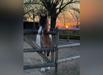 Tinker Mix, Stute, 10 Jahre, 150 cm, Schecke