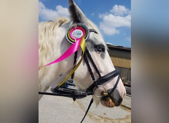 Tinker Mix, Stute, 10 Jahre, 152 cm