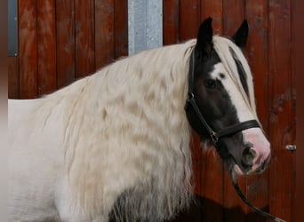 Tinker, Stute, 10 Jahre, 153 cm