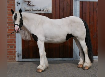 Tinker, Stute, 10 Jahre, 153 cm