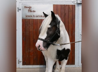 Tinker, Stute, 10 Jahre, 153 cm