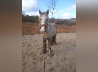 Tinker, Stute, 10 Jahre, 158 cm, Palomino