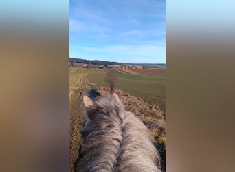 Tinker, Stute, 10 Jahre, 158 cm, Palomino