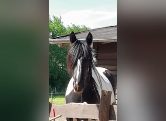 Tinker, Stute, 10 Jahre, 165 cm, Schecke