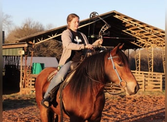 Tinker, Stute, 10 Jahre, Rotbrauner