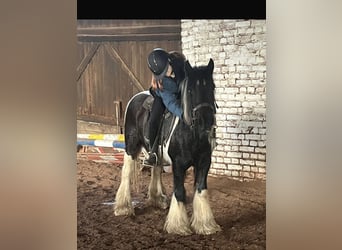 Tinker, Stute, 10 Jahre, Schecke