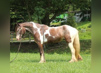 Tinker, Stute, 10 Jahre, Tobiano-alle-Farben