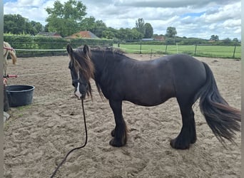 Tinker, Stute, 11 Jahre, 128 cm, Dunkelbrauner