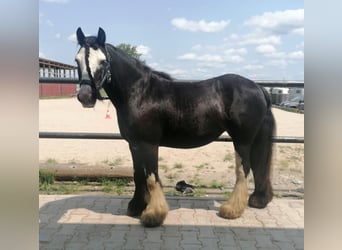 Tinker, Stute, 11 Jahre, 130 cm, Rappe