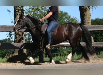 Tinker, Stute, 11 Jahre, 133 cm, Rappe