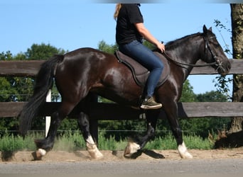 Tinker, Stute, 11 Jahre, 133 cm, Rappe