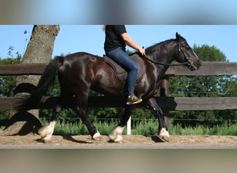 Tinker, Stute, 11 Jahre, 133 cm, Rappe