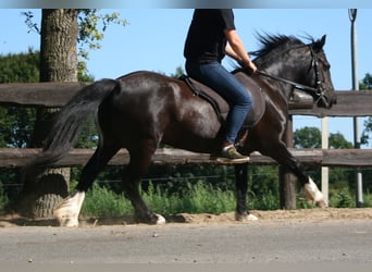 Tinker, Stute, 11 Jahre, 133 cm, Rappe