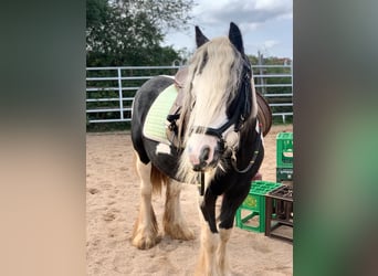 Tinker, Stute, 11 Jahre, 135 cm, Schecke