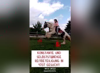 Tinker, Stute, 11 Jahre, 135 cm, Schecke